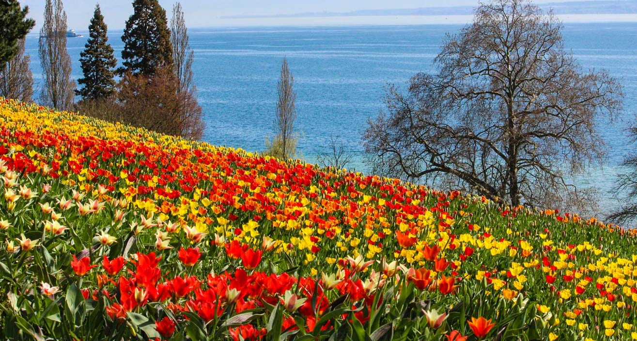Insel Mainau das Blumenmeer? Bild Insel Mainau